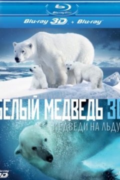 Постер: Полярные медведи